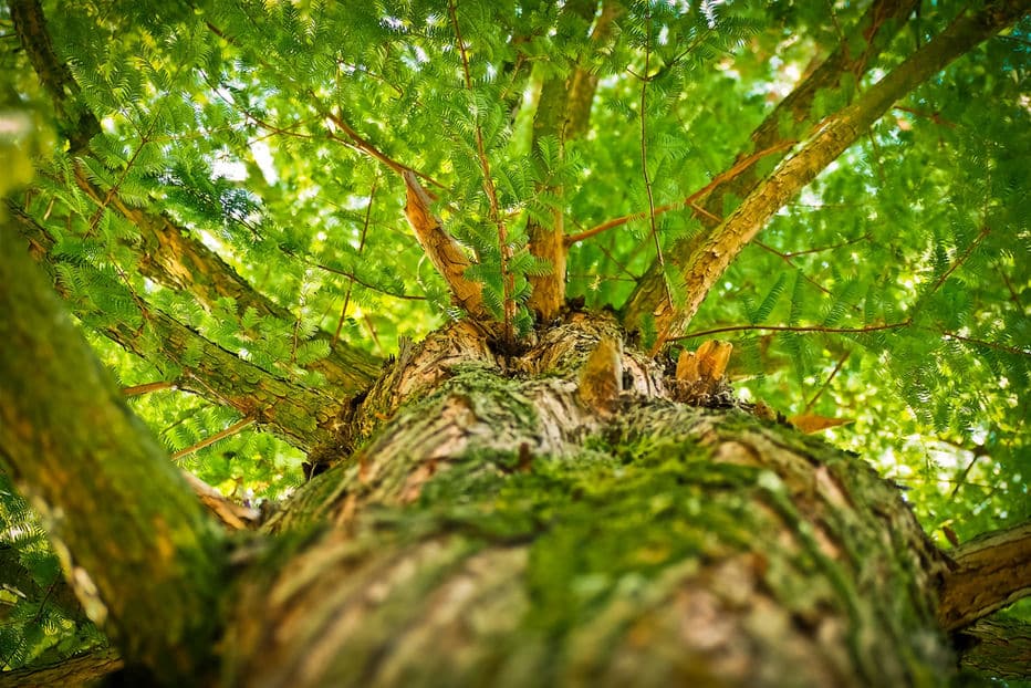 On vous présente l'option adopte un arbre
